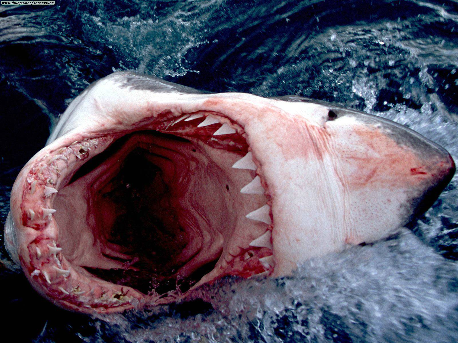 Great White Sharks Teeth